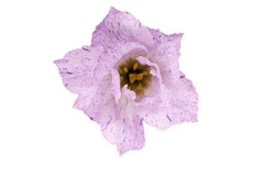 Eustoma Double Stracciatella Lavender 45cm