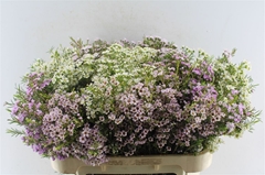 Chamelaucium Mixed In Bunch 70cm 60gr.