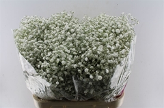 Gypsophila Paniculata Xlence 80cm 40gr.
