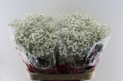 Gypsophila Paniculata Xlence 80cm 35gr.