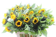 Helianthus Sunrich Orange 85cm