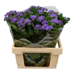 Ageratum Houstonianum Blue Planet 60cm