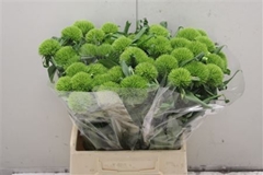Dianthus Barb Kiwi Mellow 45cm