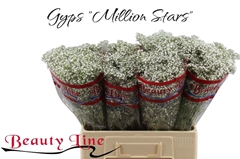 Gypsophila Paniculata Million Stars 60cm 10gr.
