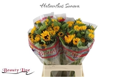 Helianthus Sunova 60cm