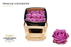 Rosa Cool Water 50cm