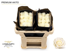 Rosa Akito 50cm