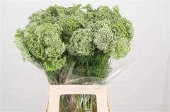 Ammi Visnaga Casablanca 70cm