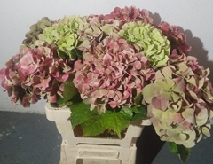 Hydrangea Mix 60cm 16-18cm Hd