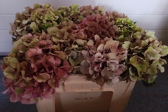 Hydrangea Sibilla Classic Red 50cm 14-16cm Hd