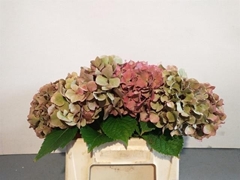 Hydrangea Mix 40cm 11-13cm Hd