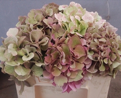 Hydrangea Mix 35cm 10-12cm Hd