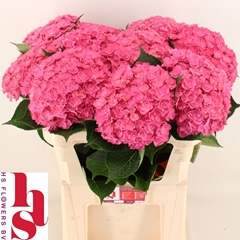 Hydrangea Royal Kiss 80cm 20-22cm Hd