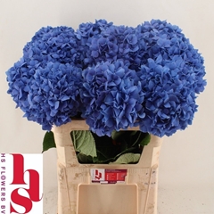 Hydrangea Pimpernel 80cm 22-24cm Hd