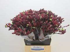 Anigozanthos Early Spring 50cm