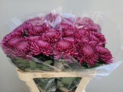 Chrysanth Single Bigoudi Purple 75cm 85gr.