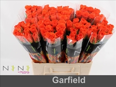 Rosa Garfield+ 60cm