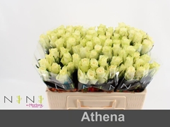Rosa Athena 50cm