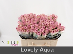 Rosa Lovely Aqua! 50cm