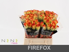 Rosa Firefox 40cm