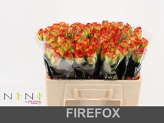 Rosa Firefox 50cm
