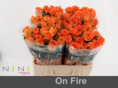 Rosa On Fire 60cm
