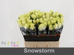 Rosa Snowstorm+ 60cm