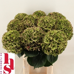 Hydrangea Royal Breeze Classic Rose 80cm 22-24cm Hd