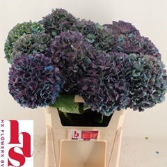 Hydrangea Pimpernel Classic 80cm 22-24cm Hd