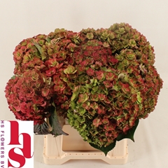 Hydrangea Royal Anastasia Classic 40cm 14-16cm Hd