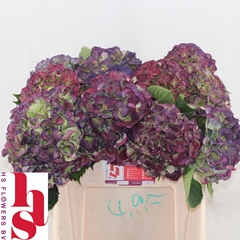 Hydrangea Elbtal Classic 50cm 16-18cm Hd