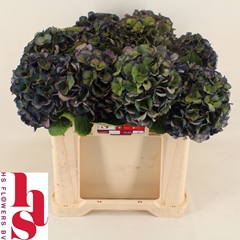Hydrangea Royal King Classic 50cm 14-16cm Hd