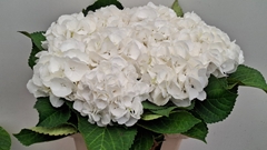 Hydrangea Schneeball 60cm 16-18cm Hd