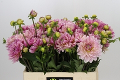 Dahlia Glossy Annika 50cm