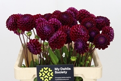 Dahlia Ivannetti 55cm