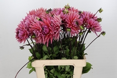 Dahlia Madeleine 60cm