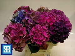 Hydrangea Mix 60cm 15-17cm Hd