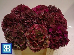 Hydrangea Pink Ruby 50cm 16-18cm Hd