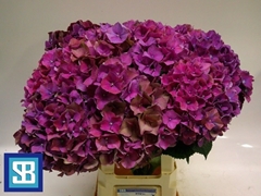 Hydrangea Pink Ruby 70cm 19-21cm Hd