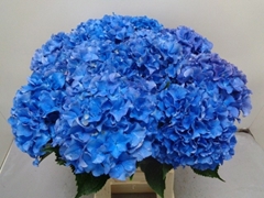 Hydrangea Royal Parade 60cm 18-20cm Hd