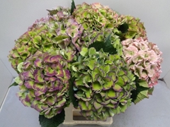 Hydrangea Royal Love Classic Blue 60cm 17-19cm Hd