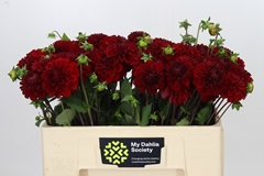 Dahlia Red Fox 50cm