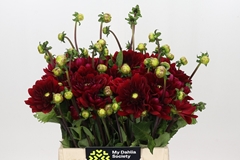 Dahlia Red Runner 40cm