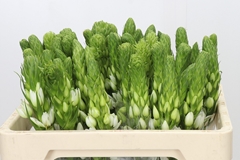 Ornithogalum Thyrsoides Milky Way 50cm