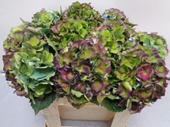 Hydrangea Royal Palace Classic 50cm 14-16cm Hd