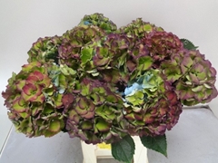 Hydrangea Royal Palace Classic 60cm 14-16cm Hd