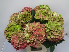 Hydrangea Royal Palace Classic 60cm 15-17cm Hd