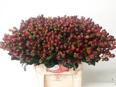 Hypericum Coco Montana 45cm