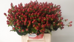 Hypericum Coco Fiesta 45cm