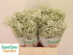 Gypsophila Paniculata Xlence 60cm 15gr.